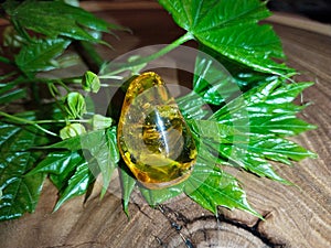 Mirror polished Baltic amber on a wooden surface