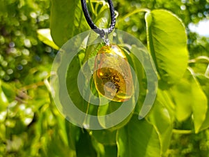 Mirror polished Baltic amber on a wooden surface