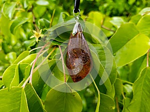 Mirror polished Baltic amber on a wooden surface