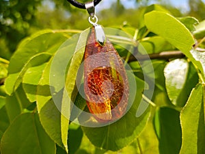 Mirror polished Baltic amber on a wooden surface