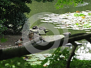 Mirror pond with a scenic view of surroundings, Ryoanji Temple