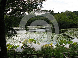 Mirror pond with a scenic view of surroundings, Ryoanji Temple