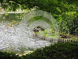 Mirror pond with a scenic view of surroundings, Ryoanji Temple