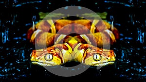 Mirror view of Two head snake illustration isolated on black background