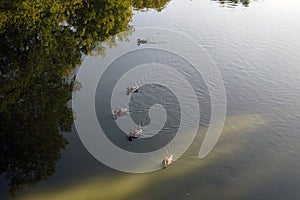 Mirror water with ducks