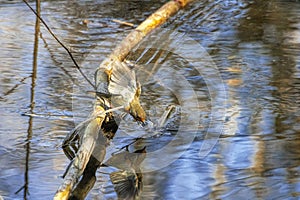 mirror in the water after a flap of wings