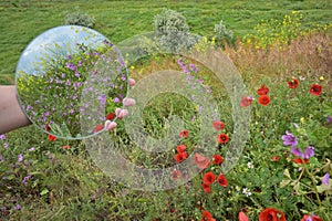 Mirror Which Reflects Poppy Flowers and Sky