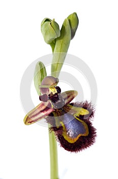 Mirrorbee orchid flower isolated over white - Ophrys speculum photo