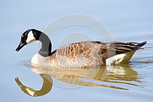 Mirrored Goose