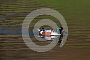 Mirrored male shoveler duck anas clypeata in water, sunshine