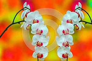 Mirrored presentation of white phalaenopsis blume orchids with colorful colorful background