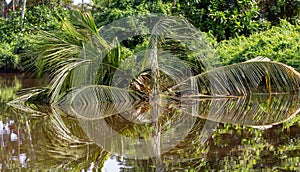 Mirrored reflection of a tropical palm tree