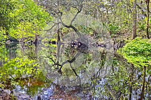 Mirrored River In Shaded Forest