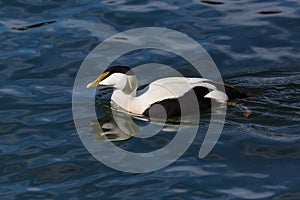 Mirrored swimming male eider duck somateria mollissima, blue water