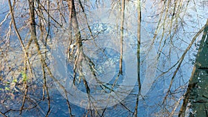 Mirrored trees on the water surface of a pond on an autumn day