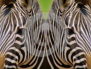 Mirrored Zebras