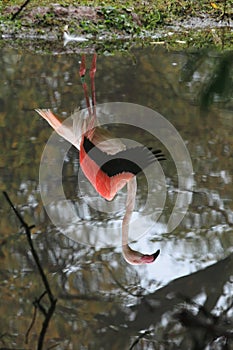 Mirroring greater flamingo