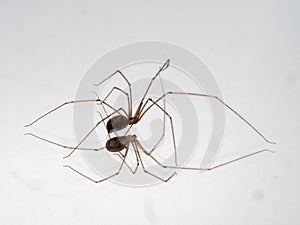 Mirroring portrait of Pholcus phalangioides closeup from lateral