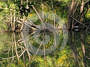 Mirroring rivers in the mid day sun