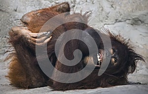 Mirthful Orangutan at Tampa`s Lowry Park Zoo