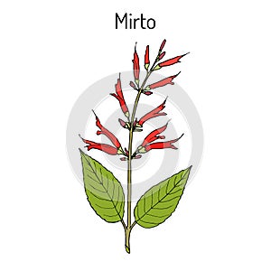 Mirto Salvia elegans , medicinal plant