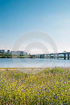 Misa Bridge and Namyangju Hangang river Park Sampae District at spring in korea photo