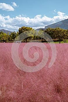 Misa Gyeongjeong Park Pink Muhly Grass in Hanam, Korea photo