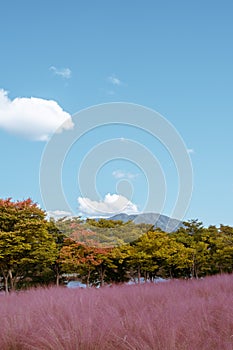 Misa Gyeongjeong Park Pink Muhly Grass in Hanam, Korea photo