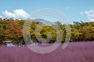 Misa Gyeongjeong Park Pink Muhly Grass in Hanam, Korea photo