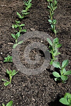 Rows of Broad Bean seedlings.