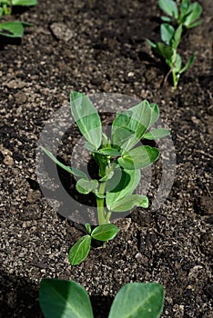 Rows of Broad Bean seedlings.