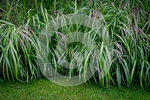 Miscant siinesis, Vilnius public park photo