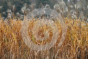 Miscanthus in Autumn