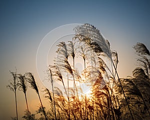 Miscanthus flower in autumn