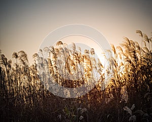 Miscanthus flower at dusk