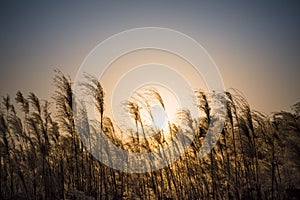 Miscanthus flowers