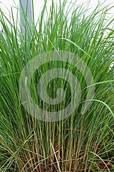 Miscanthus fuscus, elephant grass, is a South Asian grass species.genus silvergrasses. Grass family, Poaceae.