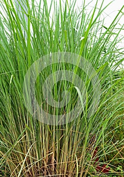 Miscanthus fuscus, elephant grass, is a South Asian grass species.genus silvergrasses. Grass family, Poaceae.