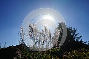 Miscanthus x giganteus growing against the sky with sun in October. Berlin, Germany