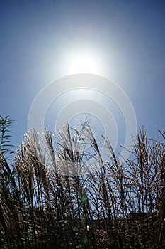 Miscanthus x giganteus growing against the sky with sun in October. Berlin, Germany