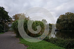 Miscanthus x giganteus grows near the Spree River in October. Berlin, Germany