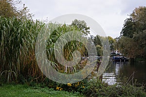 Miscanthus x giganteus grows near the Spree River in October. Berlin, Germany