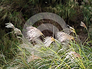 Miscanthus in mountain