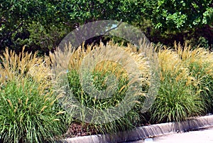 Miscanthus sinensis photo