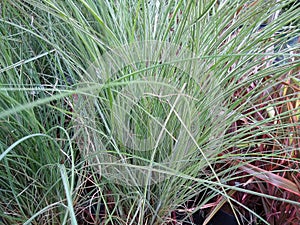 Miscanthus sinensis `Morning Light`