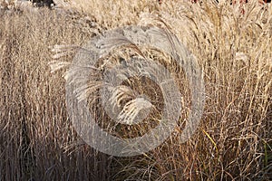 Miscanthus sinensis plants in a flowerbed