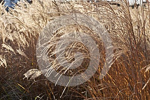 Miscanthus sinensis plants in a flowerbed