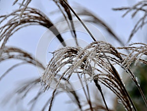 Miscanthus Sinensis, silver grass