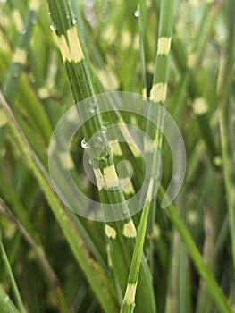 Miscanthus sinensis 'Zebrinus', zebra grass, UK, Suffolk