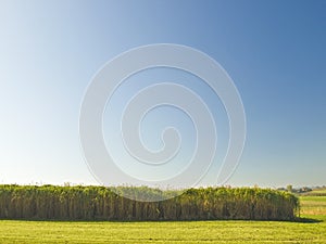 Miscanthus switchgrass